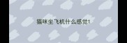 猫咪坐飞机什么感觉