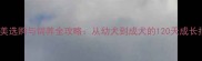 公博美选购与饲养全攻略从幼犬到成犬的120天成长指南