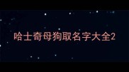 哈士奇母狗取名字大全
