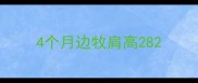 4个月边牧肩高28