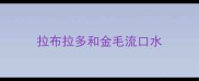 拉布拉多和金毛流口水