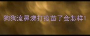 狗狗流鼻涕打疫苗了会怎样