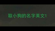 取小狗的名字英文