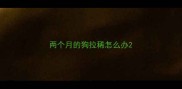 两个月的狗拉稀怎么办