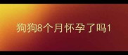 狗狗8个月怀孕了吗