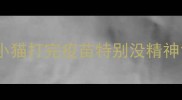 小猫打完疫苗特别没精神