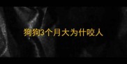 狗狗3个月大为什咬人