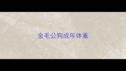 金毛公狗成年体重