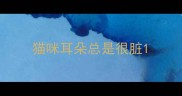 猫咪耳朵总是很脏