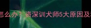 边牧频繁掉毛怎么办资深训犬师5大原因及科学护理指南