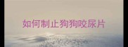 如何制止狗狗咬尿片