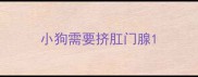 小狗需要挤肛门腺