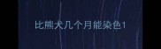 比熊犬几个月能染色