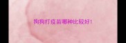 狗狗打疫苗哪种比较好