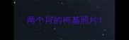 两个月的柯基照片