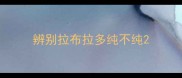 辨别拉布拉多纯不纯