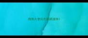 狗狗大便白色粘稠液体
