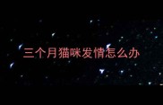 三个月猫咪发情怎么办