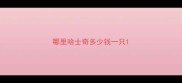 哪里哈士奇多少钱一只