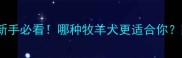 边牧VS德牧新手必看哪种牧羊犬更适合你附深度饲养指南