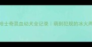 萨摩耶哈士奇混血幼犬全记录萌到犯规的冰火两重天基因