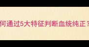 哈士奇纯种鉴定全攻略如何通过5大特征判断血统纯正专业犬舍主分享养宠指南