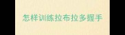 怎样训练拉布拉多握手