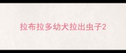 拉布拉多幼犬拉出虫子
