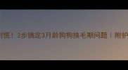 幼犬掉毛别慌3步搞定3月龄狗狗换毛期问题附护理全攻略