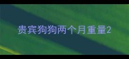 贵宾狗狗两个月重量