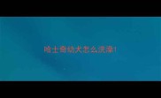 哈士奇幼犬怎么洗澡