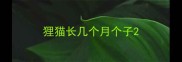 狸猫长几个月个子
