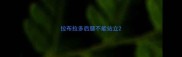 拉布拉多后腿不能站立