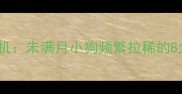 哺乳期幼犬腹泻危机未满月小狗频繁拉稀的8大诱因与急救方案