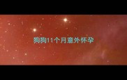 狗狗11个月意外怀孕