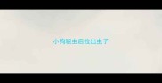 小狗驱虫后拉出虫子