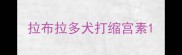 拉布拉多犬打缩宫素