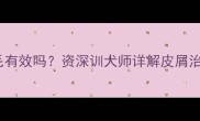 拉布拉多皮屑多剃毛有效吗资深训犬师详解皮屑治理与科学剃毛指南