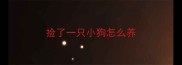 捡了一只小狗怎么养
