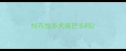拉布拉多犬尾巴长吗