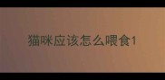 猫咪应该怎么喂食