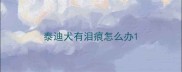 泰迪犬有泪痕怎么办