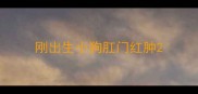 刚出生小狗肛门红肿
