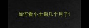 如何看小土狗几个月了