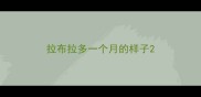 拉布拉多一个月的样子