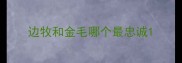 边牧和金毛哪个最忠诚