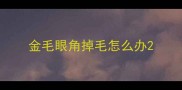 金毛眼角掉毛怎么办