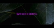 猫咪如何正确喝水