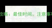 宠物狗疫苗注射全攻略最佳时间注意事项及科学免疫方案