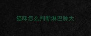 猫咪怎么判断淋巴肿大